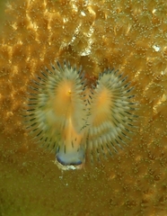 Image of Pomatostegus stellatus