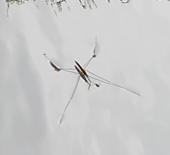 Aquarius elongatus