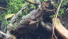 Goniophlebium persicifolium