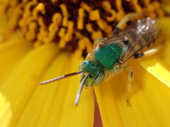 Agapostemon texanus