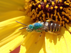 Agapostemon texanus