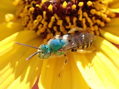 Agapostemon texanus