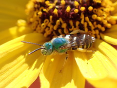 Agapostemon texanus