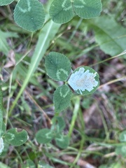Liriomyza fricki