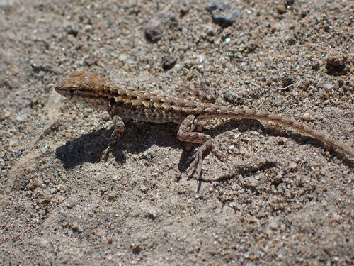 Common Side-blotched Lizard, photo 3 of 10