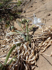 Pancratium maritimum