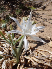 Pancratium maritimum