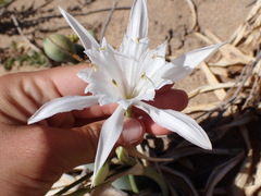 Pancratium maritimum