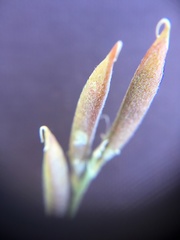 Astragalus obscurus