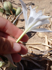 Pancratium maritimum
