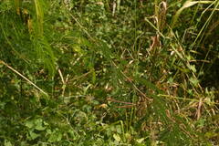 Desmanthus pernambucanus