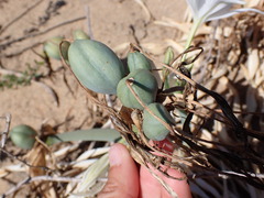 Pancratium maritimum