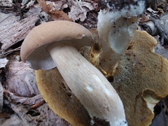 Boletus nobilis