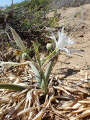 Pancratium maritimum