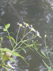Aster ageratoides ageratoides