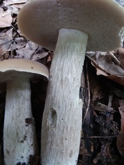 Boletus nobilis