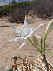 Pancratium maritimum