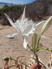 Pancratium maritimum