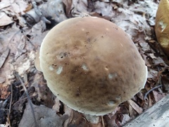 Boletus nobilis