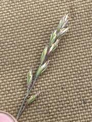 Festuca brachyphylla