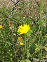 Heterotheca inuloides