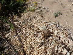 Pancratium maritimum