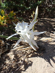 Pancratium maritimum