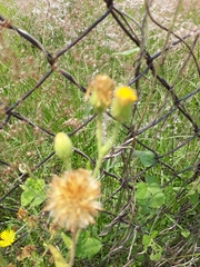 Heterotheca inuloides