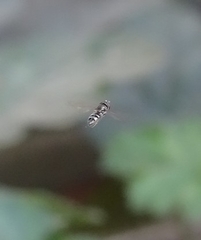 Fazia micrura