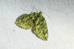 Hydriomena divisaria