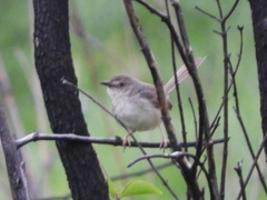 Prinia polychroa