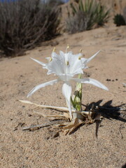 Pancratium maritimum