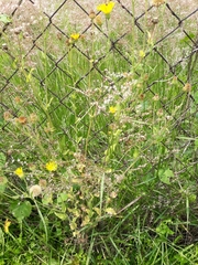 Heterotheca inuloides