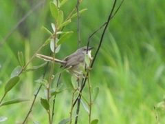 Prinia polychroa