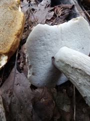Boletus nobilis