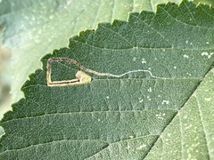 Stigmella multispicata