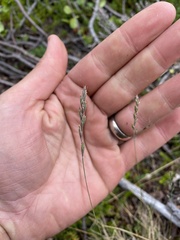 Festuca brachyphylla
