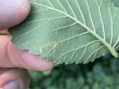 Stigmella multispicata