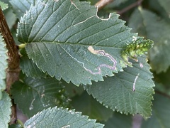 Stigmella multispicata