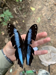 Morpho achilles