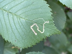 Stigmella multispicata