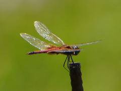 Tramea basilaris