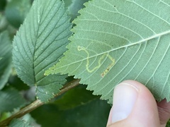 Stigmella multispicata