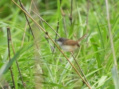 Prinia rufescens