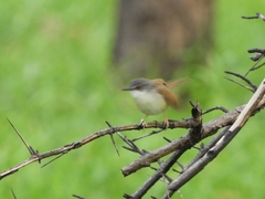 Prinia rufescens