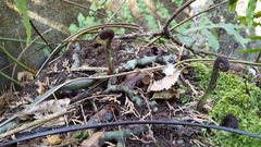 Goniophlebium persicifolium