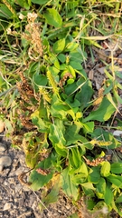 Plantago major