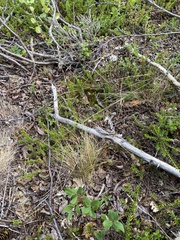 Festuca brachyphylla