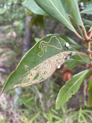 Phyllocnistis hyperpersea