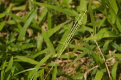 Digitaria henryi